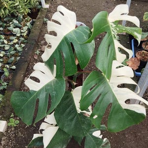 May include: A close-up of a Monstera plant with large, split leaves. The leaves are a vibrant green, contrasted by sections of creamy white. The plant is in a greenhouse setting, surrounded by other plants.
