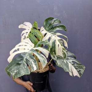 Puede incluir: Una planta de Monstera en maceta con hojas grandes y abigarradas en tonos verdes y blancos. La planta está en una maceta negra y se sostiene contra un fondo gris. Las hojas tienen un patrón único.