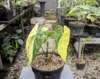 Anthurium Clarynervium Variegated Super Beauty Real Picture