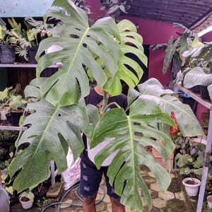 May include: A large Monstera plant with several large, green, split-leaf foliage. The plant is held by a person, with other potted plants visible in the background. The leaves have a glossy texture and are a vibrant green color.