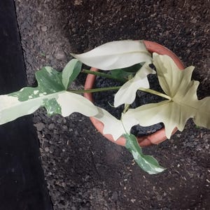 【現物】フィロデンドロン　ゴールデンドラゴン 斑入り Philodendron Golden Dragon variegated フィロデンドロン