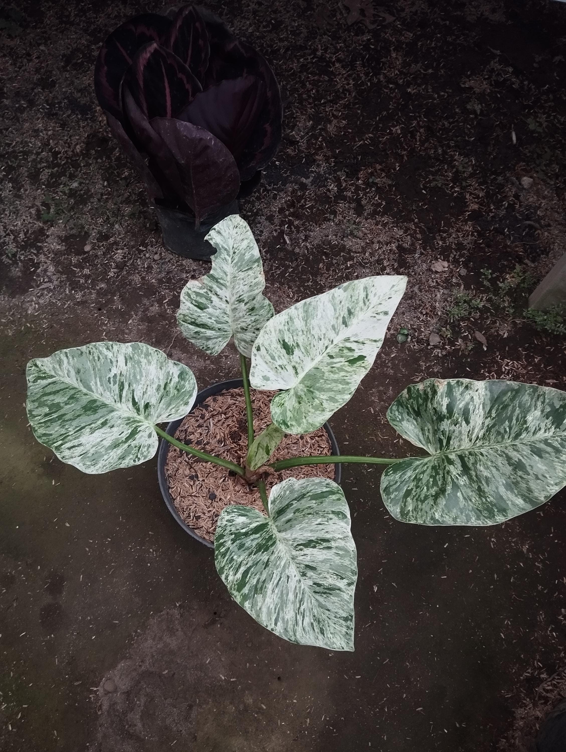 Variegated philodendron giganteum - Etsy 日本