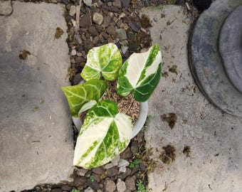 Anthurium Cristallinum Variegated Imagen Real Planta Única
