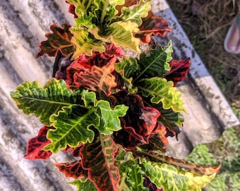 Codiaeum Variegatum Croton Gelombang Cinta Tricolor Very Beauty Real Picture