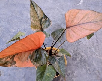 Homalomena Diamond Magma Variegated Zeer Mooie Echte Foto Zeldzame Plant