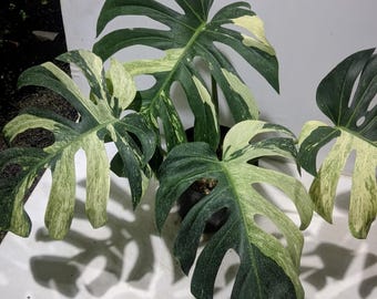 Prawdziwa Monstera Pict Jungle Mint Variegated 4 Liście Bardzo Piękna Luksusowa Roślina