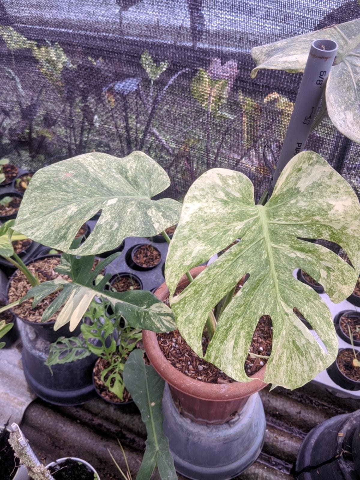Monstera legacy - Etsy 日本