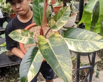 Philodendron Gelb Kongo variiert sehr groß und sehr Schönheit reales Bild