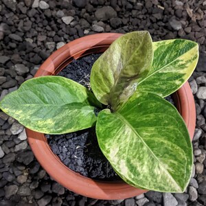 house plant images names Low-Light Houseplant