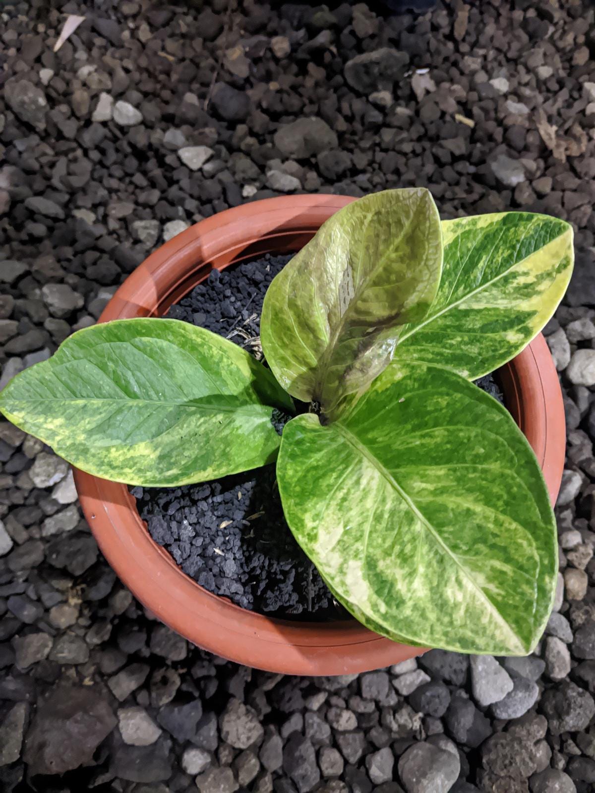 Anthurium Jenmanii Variegated - Etsy Singapore