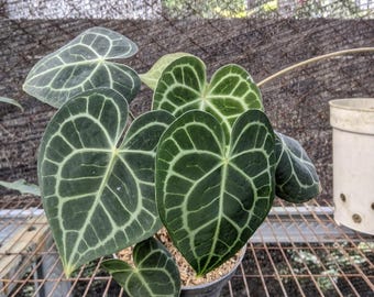 Anthurium Clarynervium Variegated Beauty Real Picture