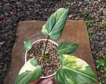 Aglaonema pictum tricolor Starter Plant (ALL STARTER PLANTS