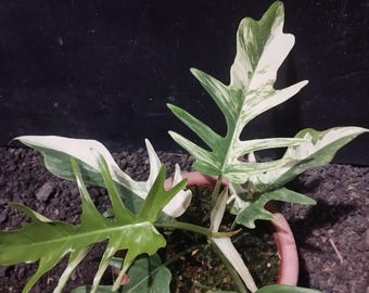 Philodendron FF Tortum x Florida Beauty Variegated Real Picture