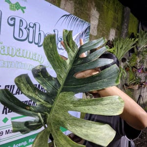 Peut inclure: Une grande feuille de Monstera panachée, présentant un mélange de motifs vert foncé et vert clair. La feuille est tenue devant une bannière avec du texte en langue étrangère. La forme et les variations de couleur de la feuille sont proéminentes.