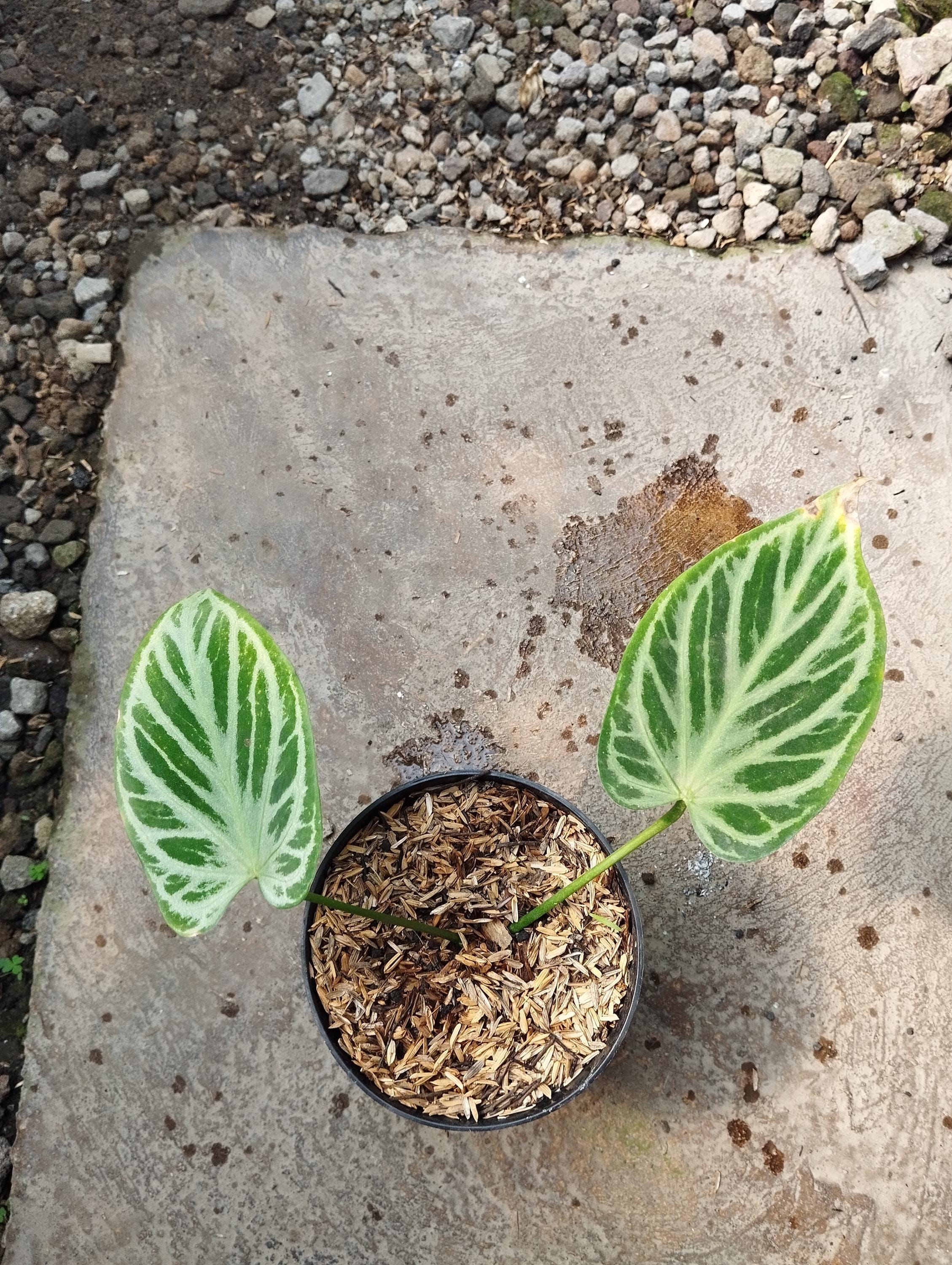 Anthurium Silver Tiger - Etsy