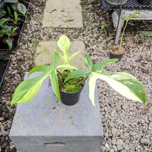 philodendron yucatan princess Alocasia Yucatan Princess | Plants main image 1