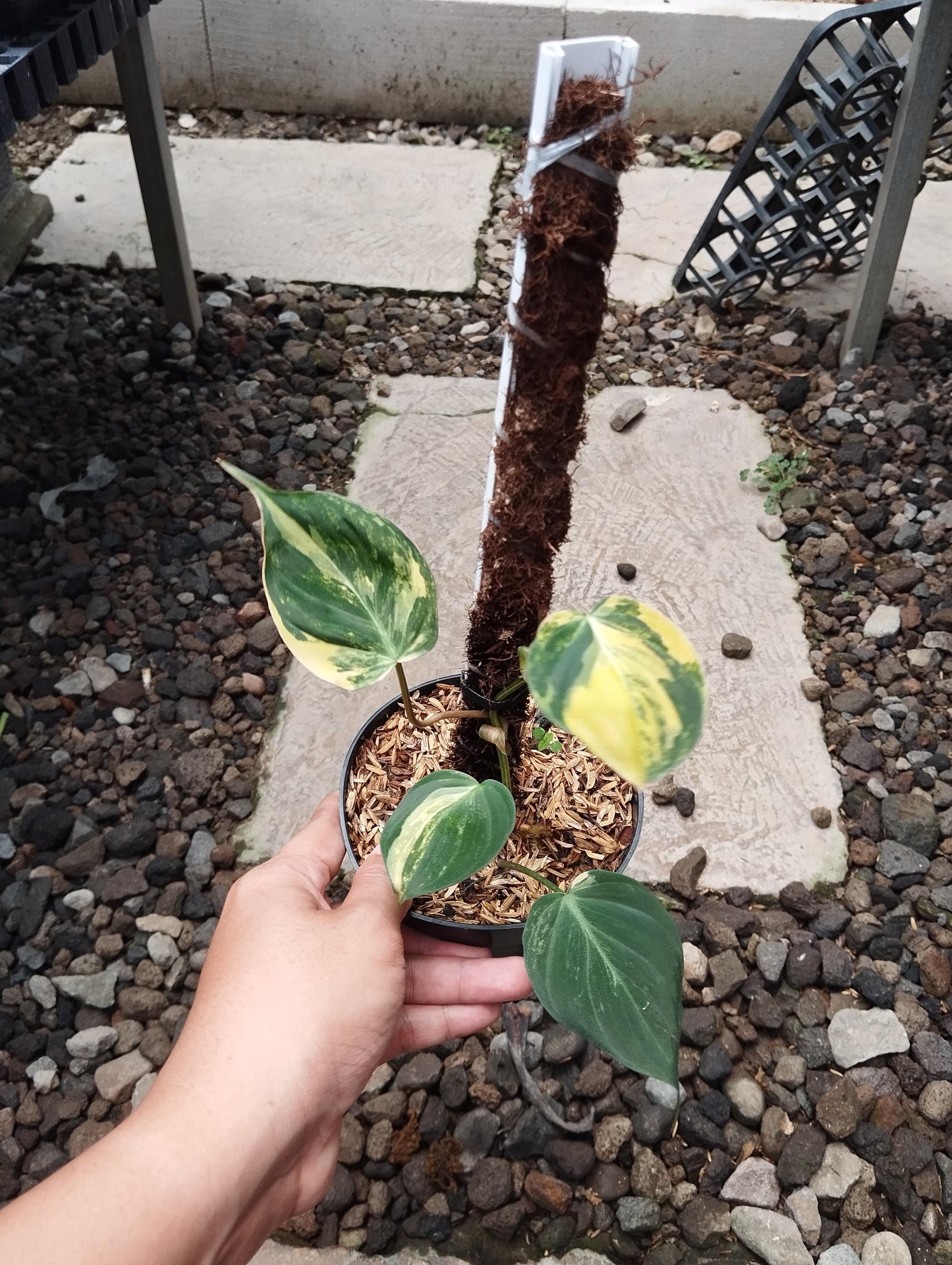 Philodendron micans pink variegated - Etsy 日本