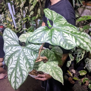 Cercestis Mirrabillis Real Picture Big Size Very Beauty