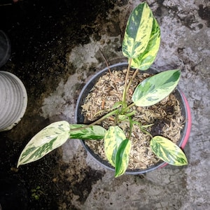 Philodendron ilsemanii variegated - Etsy 日本
