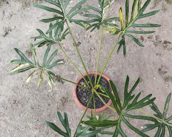 May include: A potted houseplant with large, deeply lobed green leaves. Some leaves have yellow and white variegation. The plant is in a terracotta pot, set against a neutral, light-colored background.