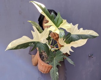 Philodendron Golden Dragon variiert sehr Schönheit Luxus Pflanze echtes Bild