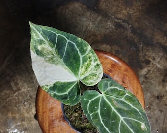 Anthurium Cristallinum Variegated 2 Leave Imagen real