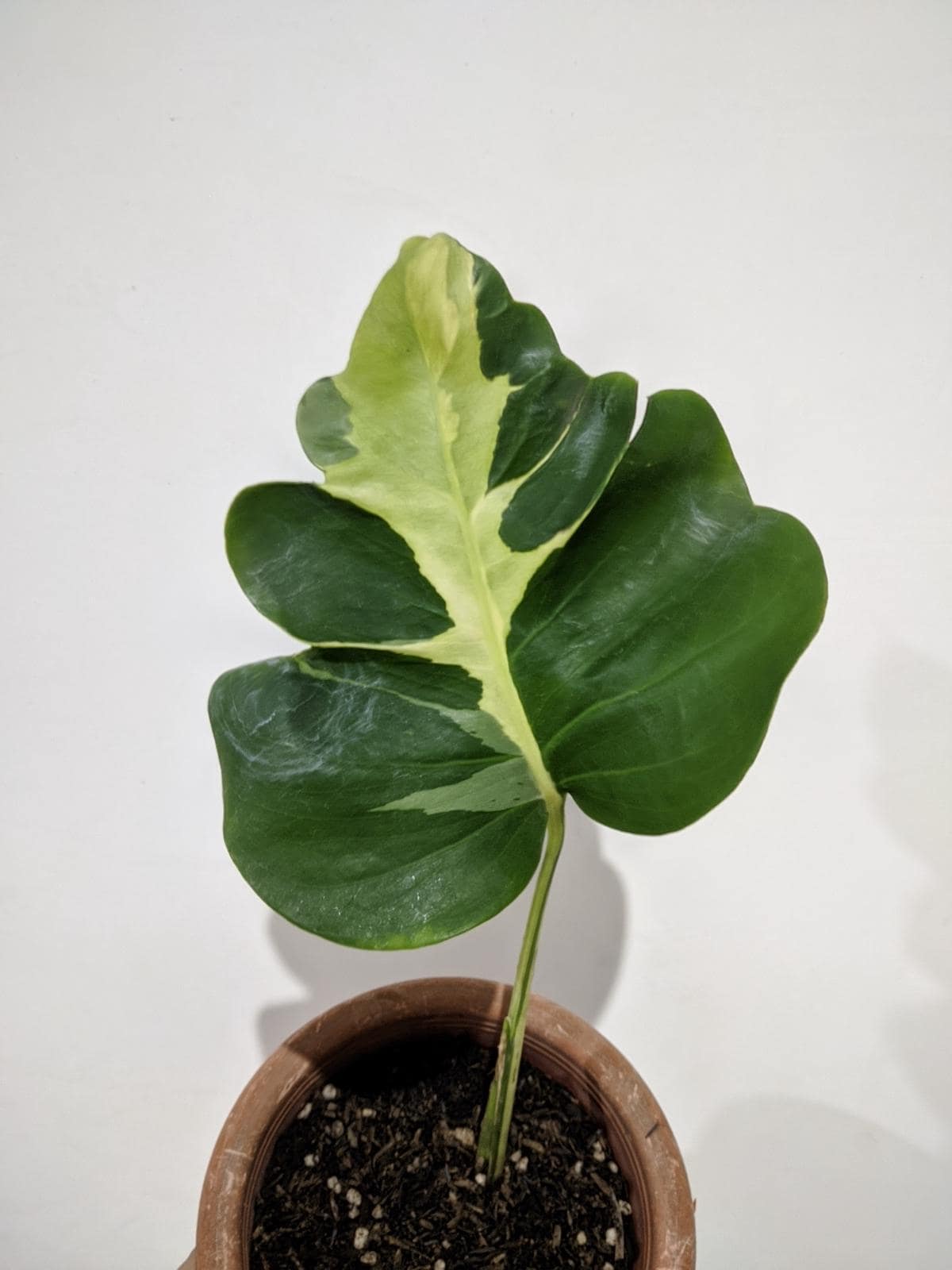 Monstera white lava - Etsy 日本