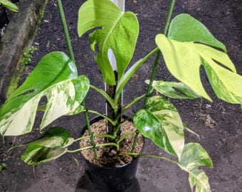 Real Picture Monstera Marmorata Aurea Variegated Yellow