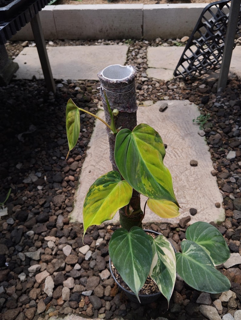 Variegated Rocks Philodendron Micans Variegated Medium Size Real Picture - Etsy
