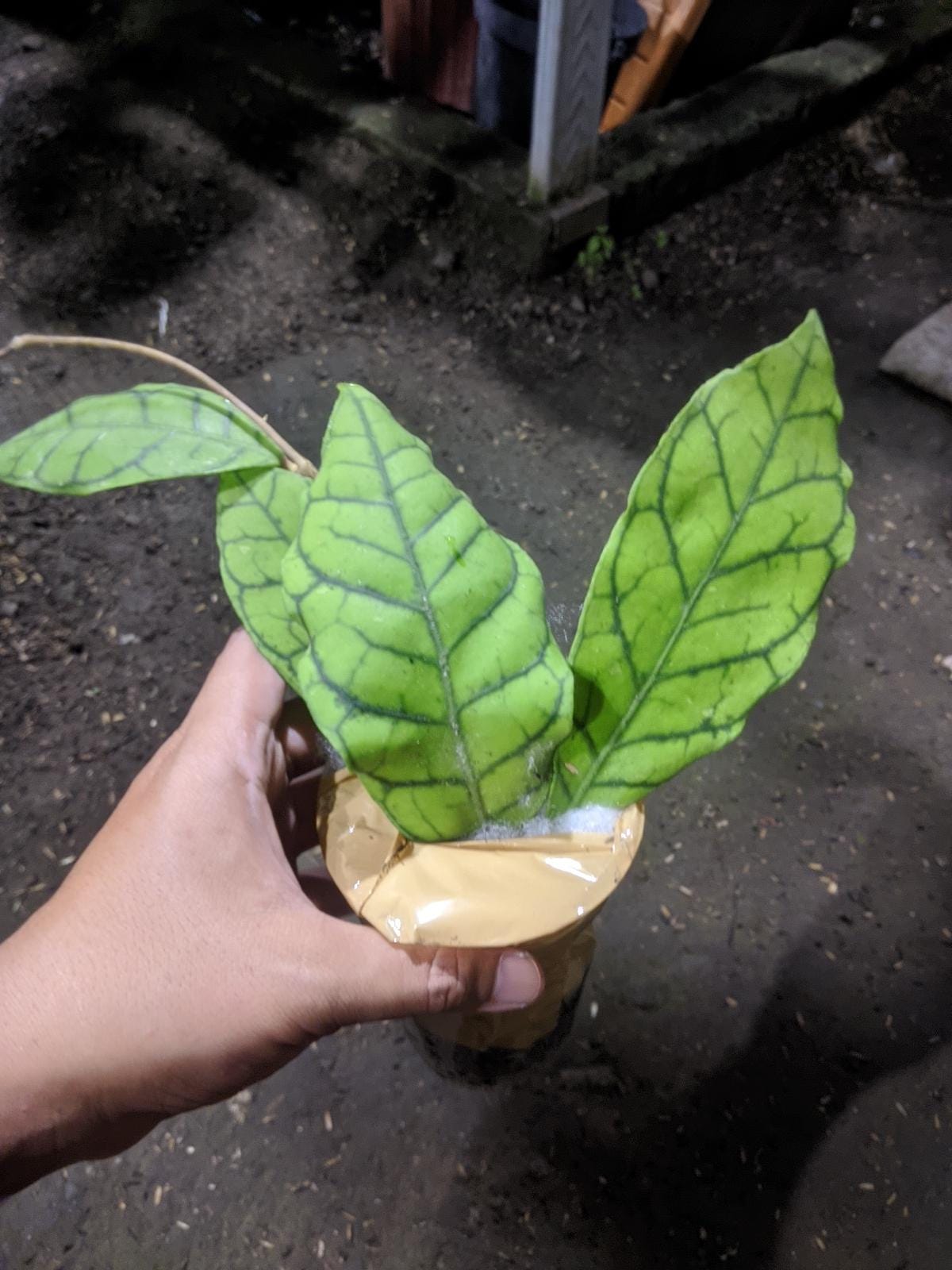 Hoya callistophylla - Etsy 日本