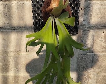 Platycerium Celso Tatsuta - Etsy