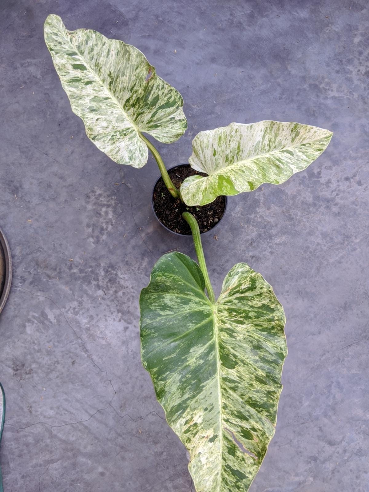 Variegated philodendron giganteum - Etsy 日本