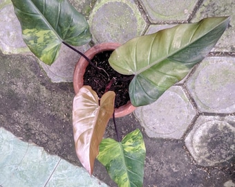 Philodendron Black Cardinal Starter Plant (ALL STARTER PLANTS Require You  to Purchase 2 Plants!) - Etsy Denmark