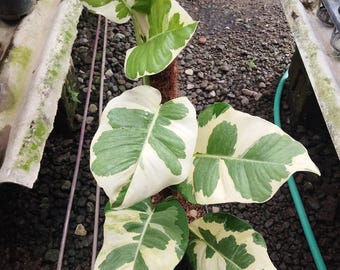 Epipremnum Aureum Njoy Variegated Gran Tamaño Imagen Real Planta Madura Muy Hermosa