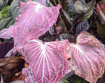 Caladium Batik Rosa Memex Imagen Real Planta Muy Hermosa y Rara