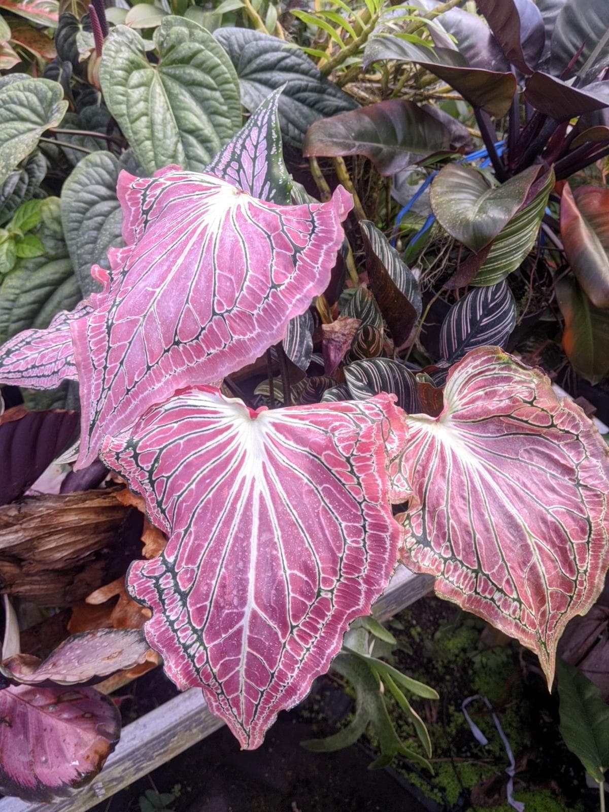 Rare caladium - Etsy 日本