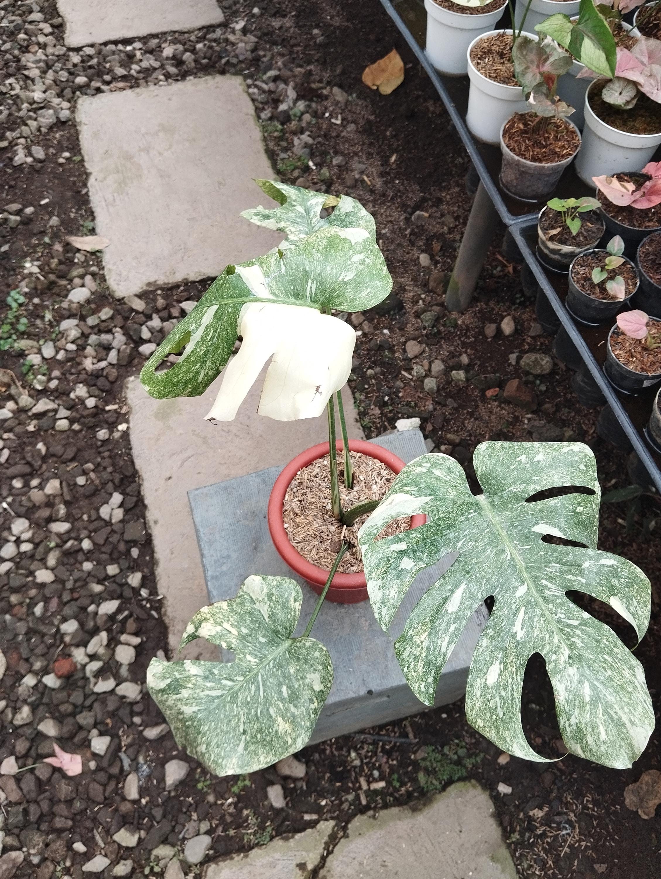 Monstera legacy - Etsy 日本