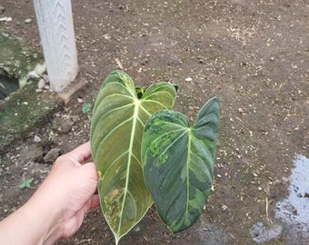 May include: Two large, heart-shaped leaves with prominent veins. One leaf is a deep green with lighter green and yellow patches, while the other is a darker green with a lighter green edge. The leaves are held by a hand.