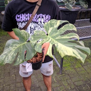 Monstera Oceana - Etsy