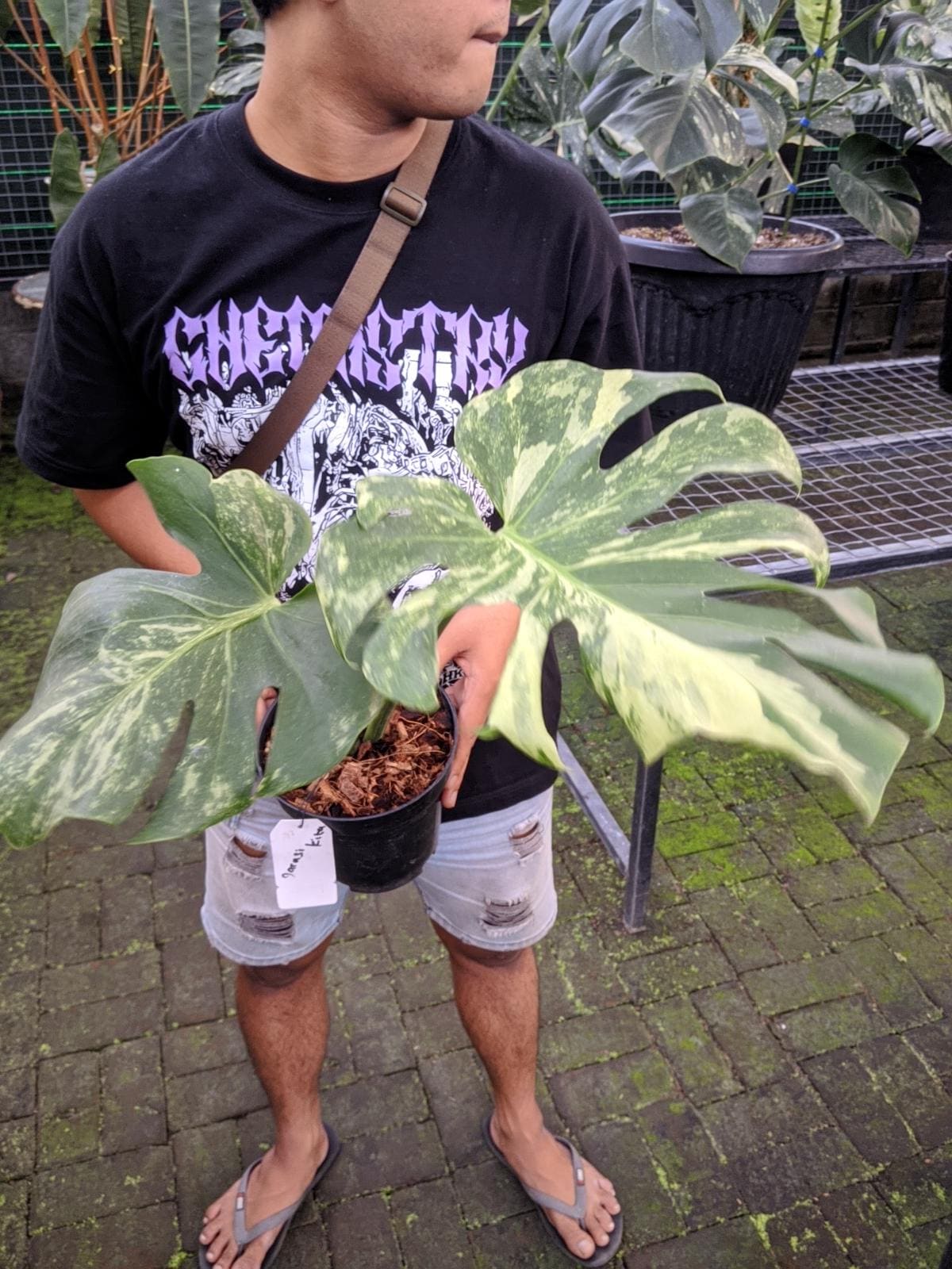 Monstera Oceana - Etsy