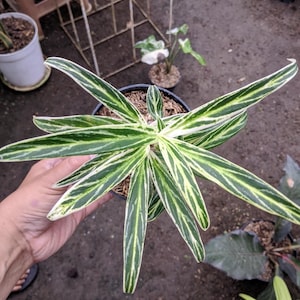 platinum blonde lavender plant English Lavender