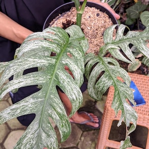 Pode incluir: Close-up de uma planta Monstera em vaso. As grandes folhas verdes são marcadas com variegatações brancas e apresentam fenestrações distintas. A planta está num vaso preto.