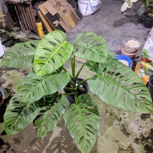 May include: A potted Monstera adansonii plant with large, green, heart-shaped leaves. The leaves have distinctive holes throughout, giving it the common name Swiss cheese plant. The plant is in a black pot, with a concrete background.