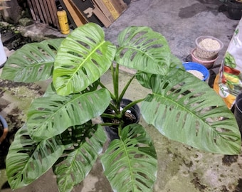 Planta real Monstera Accuminata de hojas verdes, muy hermosa, madura, de gran tamaño.