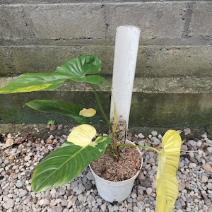 Variegated Philodendron Fuzzy Petiole - Etsy