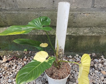 obesum plant Adenium obesum Growers Choice "Desert Rose"
