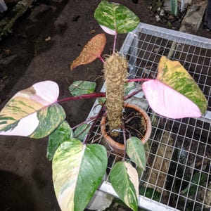 Könnte beinhalten: Eine Topfpflanze Philodendron Pink Princess mit panaschierten Blättern in Grün-, Rosa- und Cremetönen. Die Pflanze wird von einem Moosstab gestützt und steht in einem Terrakottatopf. Die Pflanze steht auf einem Metallgitter.