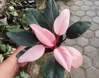 Philodendron Pink Congo Rare Uniqe Plant - Etsy