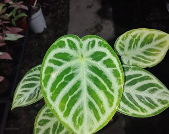 アンスリウム ドラヤキ ハイブリッド 斑入り 実写真 室内植物 - Etsy 日本