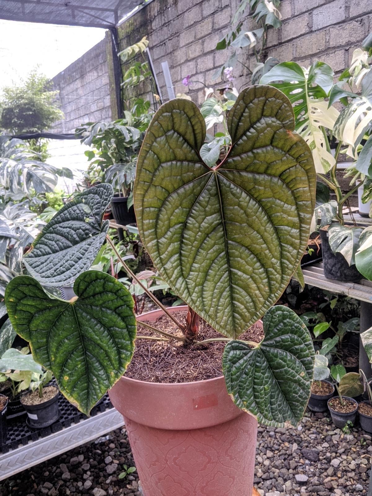 Anthurium luxurians - Etsy 日本